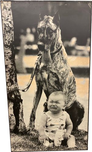 Image for Lot#27.6 Great Dane and Crying baby