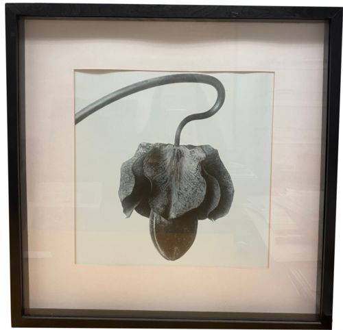 Lot #48.2 Image of plant with black frame - Karl Blossfeldt