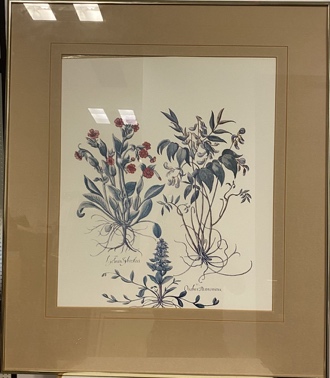 Lot#14.8b Botanical Print - Creeping Sage, Spring Vetch and Red Campion by Basilius Besler